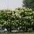 2 large shrubs with terminal, conical panicles of white flowers.