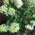 Hydrangea paniculata 'Limelight'