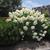 Hydrangea paniculata 'Limelight'