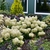 Form of shrub in bloom