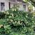 Hydrangea quercifolia