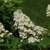 Inflorescence with white flowers