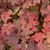 Orange-red fall color of leaves