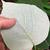 Underside of leaf