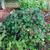Hydrangea serrata 'Annie's Blue' plant form
