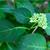 Hydrangea serrata 'Annie's Blue' bud and leaf