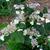 Hydrangea serrata 'Intermedia'