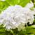 Hydrangea white flower