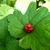 Hydrastis canadensis