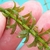 Stem and leaves in a whorl