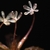 Small 6-petal flowers