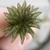 Whorl of leaves at end of stem