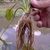 Long roots of the plant