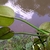Underside of green leaf