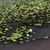 Several plants fo\loating in a pond