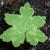 Hydrophyllum canadense