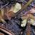 Hydrophyllum canadense