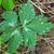 Leaves with white markings