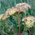 hylotelephium maximum