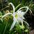 Hymenocallis 'Advance'