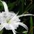 Hymenocallis caribaea