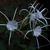 Hymenocallis caroliniana