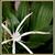 Hymenocallis occidentalis