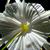 Hymenocallis occidentalis
