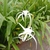 Stap like leaves and white spidery flowers