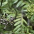 Fruits