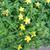 Hypericum calycinum