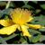 Hypericum calycinum