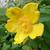 Hypericum calycinum