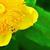 Close up of flower