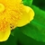Close up of flower
