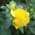 Closeup of flower