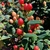 'Hypearl Compact Red' Berries/Leaves- June 16 - Wake Co., NC