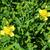 Hypericum kalmianum