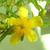 Hypericum kalmianum