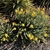 Form of the shrub with yellow flowers