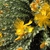 Flowers and Buds