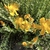 Flowers and Leaves