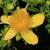 Hypericum prolificum