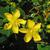 Hypericum prolificum