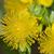Hypericum prolificum