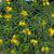Hypericum Sunny Boulevard