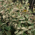 Green leaves with white speckles