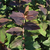 Dark reddish leaves