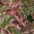 Variegated leaves