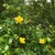 Form in bloom with yellow flowers
